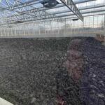 09.12.2022. Kunów. Przekazanie decyzji Ministerstwa Rolnictwa i Rozwoju Wsi o dopuszczeniu do obrotu preparatu pod nazwą „Hydrokun”. / Fot. Emilia Sitarska - Radio Kielce