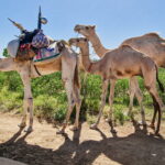 03.12.2022. Muzyczne podróże. Niger / Fot. Mirosław Lubarski