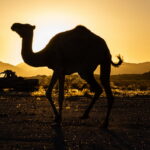 03.12.2022. Muzyczne podróże. Niger / Fot. Mirosław Lubarski