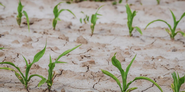 Wsparcie dla rodzin rolniczych – współczynnik korygujący ustalony, wypłaty rozpoczęte - Radio Kielce