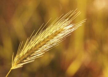 Nie ma popytu na drogie zboże - Radio Kielce