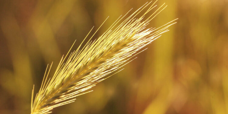 Nie ma popytu na drogie zboże - Radio Kielce Nie ma popytu na drogie zboże - Radio Kielce