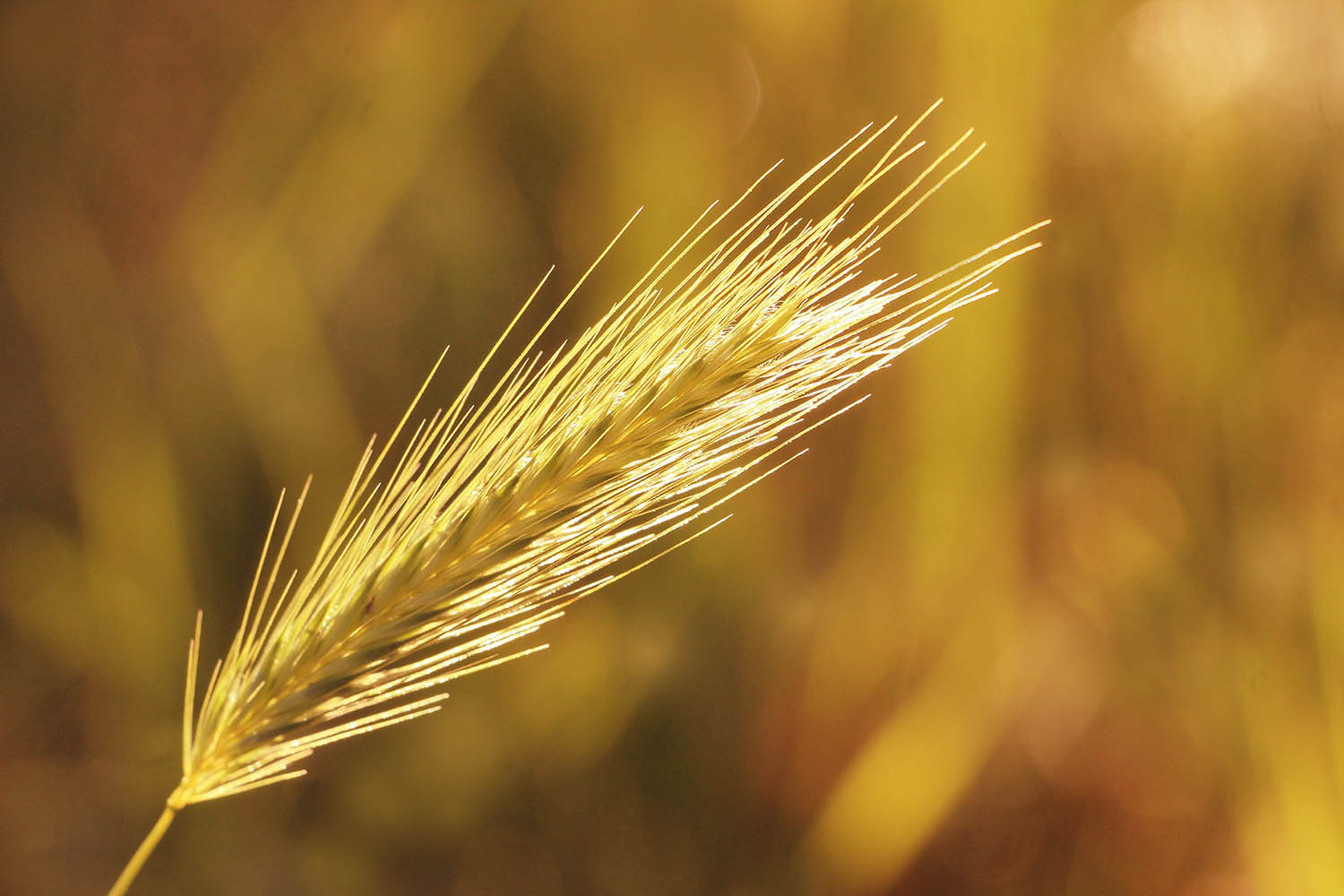 Nie ma popytu na drogie zboże - Radio Kielce Nie ma popytu na drogie zboże - Radio Kielce