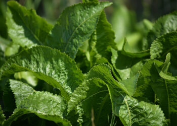 Chrzan / Fot. Pixabay