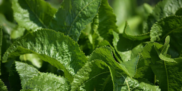 Chrzan / Fot. Pixabay