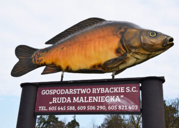 Karp z Rudy Malenieckiej / Fot. Świętokrzyski Ośrodek Doradztwa Rolniczego w Modliszewicach