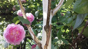 Kora na pniu i gałęziach brzozy użytecznej odmiany Doorenbos / Fot. E. Krempa - ŚODR Modliszewice