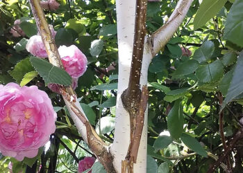 Kora na pniu i gałęziach brzozy użytecznej odmiany Doorenbos / Fot. E. Krempa - ŚODR Modliszewice