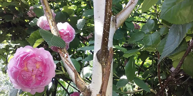 „Pędowe” piękno w ogrodzie - Radio Kielce Kora na pniu i gałęziach brzozy użytecznej odmiany Doorenbos / Fot. E. Krempa - ŚODR Modliszewice