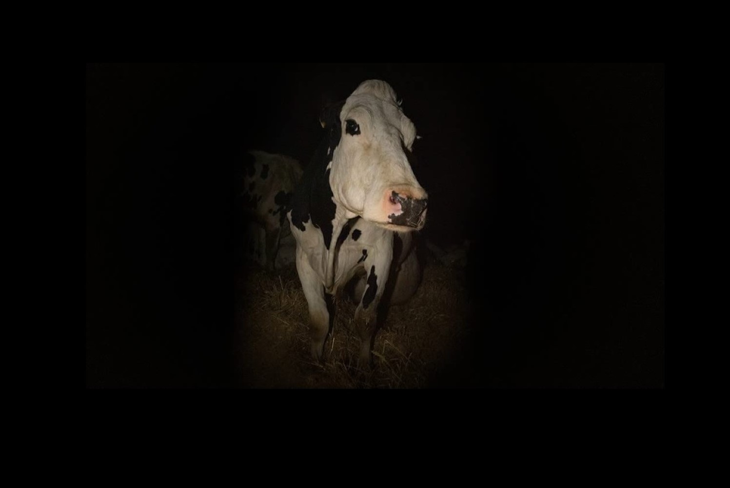 Kadr z filmu „Krowa” Andrea Arnolda / źródło: materiały prasowe