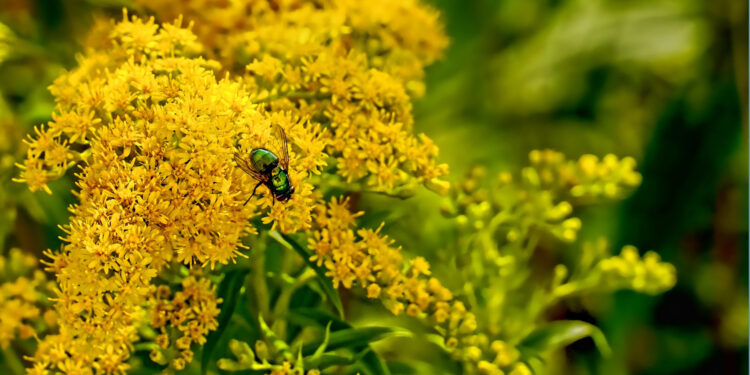 Nawłoć kanadyjska – roślina inwazyjna czy miododajna? - Radio Kielce