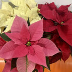 Takie okazy poinsecji spotkać można w Agrocentrum Sandomierska w Kielcach / Fot. Agrocentrum Sandomierska