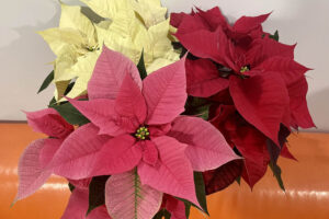 Takie okazy poinsecji spotkać można w Agrocentrum Sandomierska w Kielcach / Fot. Agrocentrum Sandomierska