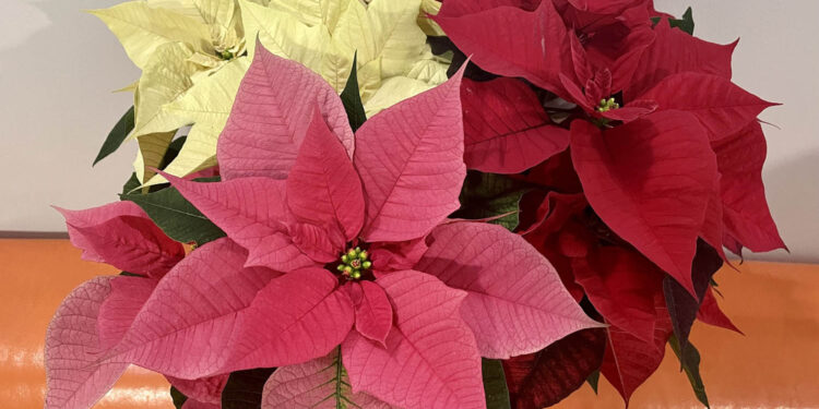 Takie okazy poinsecji spotkać można w Agrocentrum Sandomierska w Kielcach / Fot. Agrocentrum Sandomierska