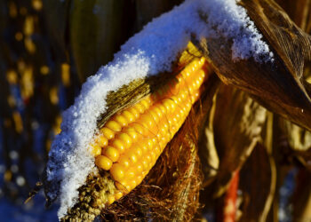 Kukurydza w śniegu. Zbiory w Świętokrzyskiem jeszcze trwają - Radio Kielce