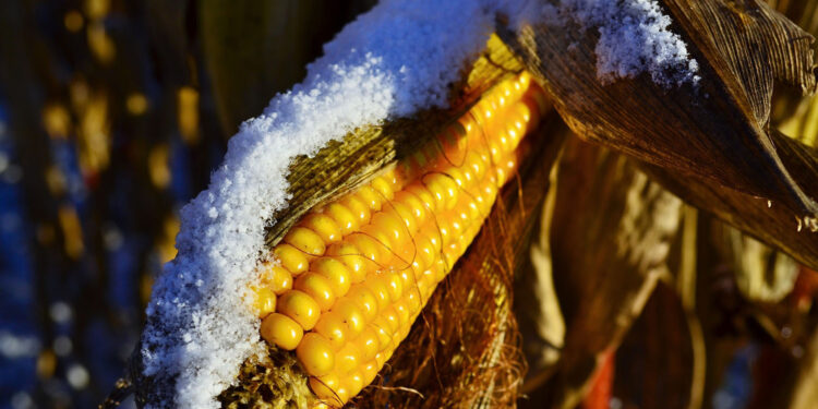 Kukurydza w śniegu. Zbiory w Świętokrzyskiem jeszcze trwają - Radio Kielce