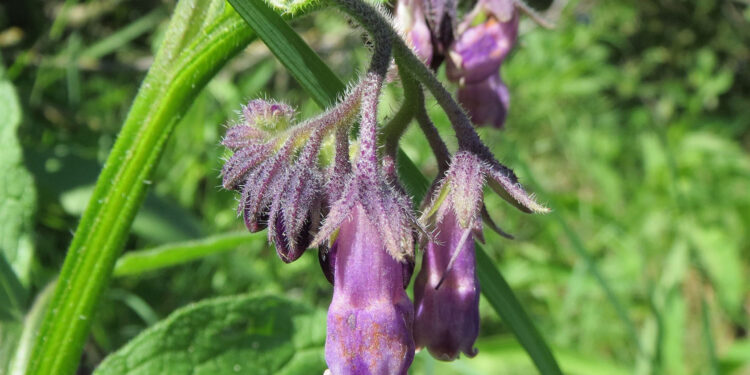 Sekrety ziół – żywokost lekarski - Radio Kielce