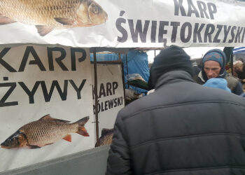 Rozpoczęła się sprzedaż żywych karpi w Kielcach - Radio Kielce