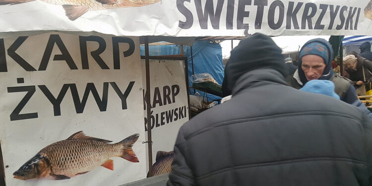 Rozpoczęła się sprzedaż żywych karpi w Kielcach - Radio Kielce