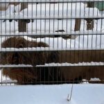 15.12.2022. Lisów. ZOO Leśne Zacisze / Fot. Daniel Czwartosz – Radio Kielce