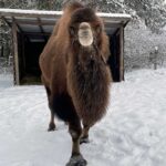 15.12.2022. Lisów. ZOO Leśne Zacisze / Fot. Daniel Czwartosz – Radio Kielce