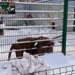 15.12.2022. Lisów. ZOO Leśne Zacisze / Fot. Daniel Czwartosz – Radio Kielce