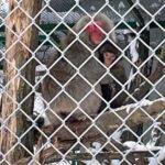 15.12.2022. Lisów. ZOO Leśne Zacisze / Fot. Daniel Czwartosz – Radio Kielce