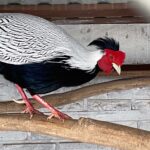 15.12.2022. Lisów. ZOO Leśne Zacisze / Fot. Daniel Czwartosz – Radio Kielce