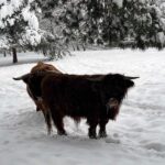 15.12.2022. Lisów. ZOO Leśne Zacisze / Fot. Daniel Czwartosz – Radio Kielce