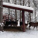 15.12.2022. Lisów. ZOO Leśne Zacisze / Fot. Daniel Czwartosz – Radio Kielce