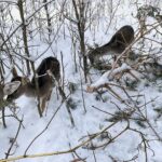 15.12.2022. Lisów. ZOO Leśne Zacisze / Fot. Daniel Czwartosz – Radio Kielce