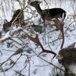 15.12.2022. Lisów. ZOO Leśne Zacisze / Fot. Daniel Czwartosz – Radio Kielce