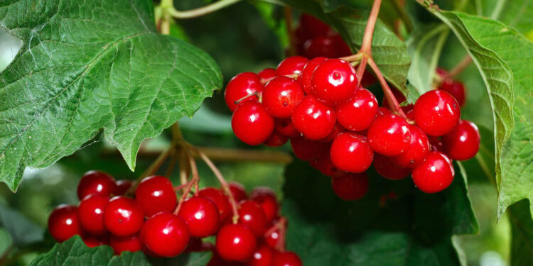 Sekrety ziół – kalina - Radio Kielce