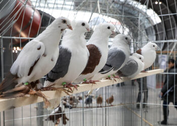 Już wkrótce Krajowa Wystawa Gołębi Rasowych i Drobnego Inwentarza w Kielcach - Radio Kielce