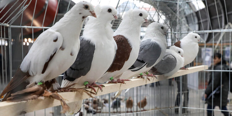 Już wkrótce Krajowa Wystawa Gołębi Rasowych i Drobnego Inwentarza w Kielcach - Radio Kielce