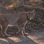 Ryś / Fot. Radio Szczecin