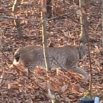 Ryś / Fot. Radio Szczecin