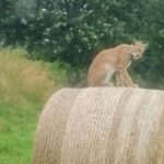 Ryś / Fot. Radio Szczecin