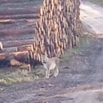 Ryś / Fot. Radio Szczecin