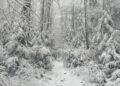 Góry Świętokrzyskie, las, zima / Fot. Sebastian Kalwat - Radio Kielce