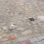 03.01.2022. Bodzentyn. Zniszczenia na małej targowicy. / Fot. Miasto i Gmina Bodzentyn - Facebook