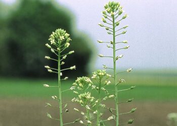 Sekrety ziół. Olej rydzowy z lnianki - Radio Kielce