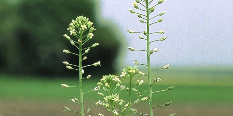 Sekrety ziół. Olej rydzowy z lnianki - Radio Kielce