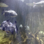 28.01.2023. Chrusty. Oceanika - zespół wielkoformatowych akwariów / Fot. Robert Felczak – Radio Kielce