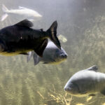 28.01.2023. Chrusty. Oceanika - zespół wielkoformatowych akwariów / Fot. Robert Felczak – Radio Kielce