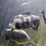 28.01.2023. Chrusty. Oceanika - zespół wielkoformatowych akwariów / Fot. Robert Felczak – Radio Kielce