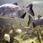 28.01.2023. Chrusty. Oceanika - zespół wielkoformatowych akwariów / Fot. Robert Felczak – Radio Kielce