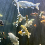 28.01.2023. Chrusty. Oceanika - zespół wielkoformatowych akwariów / Fot. Robert Felczak – Radio Kielce