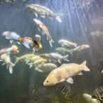 28.01.2023. Chrusty. Oceanika - zespół wielkoformatowych akwariów / Fot. Robert Felczak – Radio Kielce