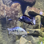 28.01.2023. Chrusty. Oceanika - zespół wielkoformatowych akwariów / Fot. Robert Felczak – Radio Kielce